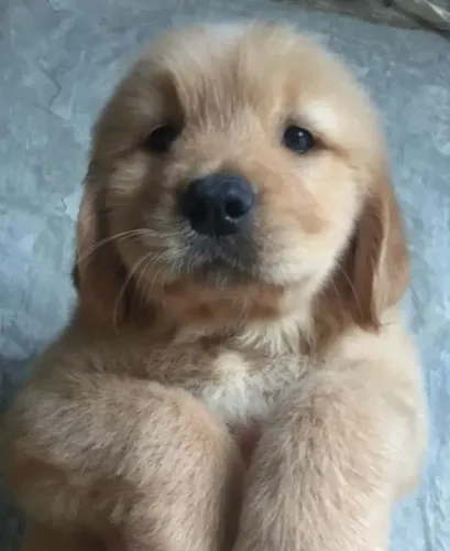 Filhotes de Golden Retriever | Filhote cheio de carisma.