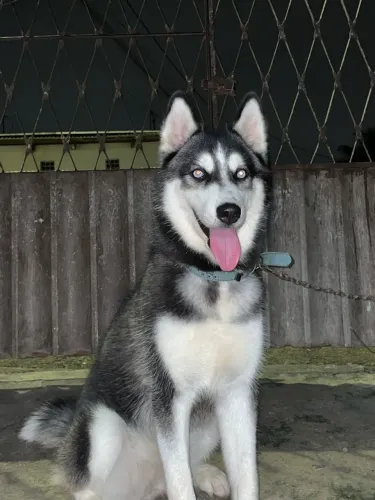 Procuro husky macho para cruzar