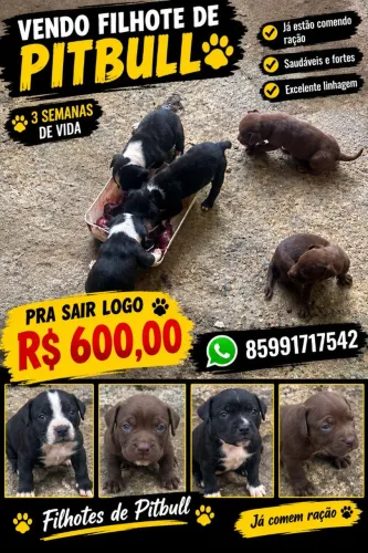 Vendo filhote de Pitbull