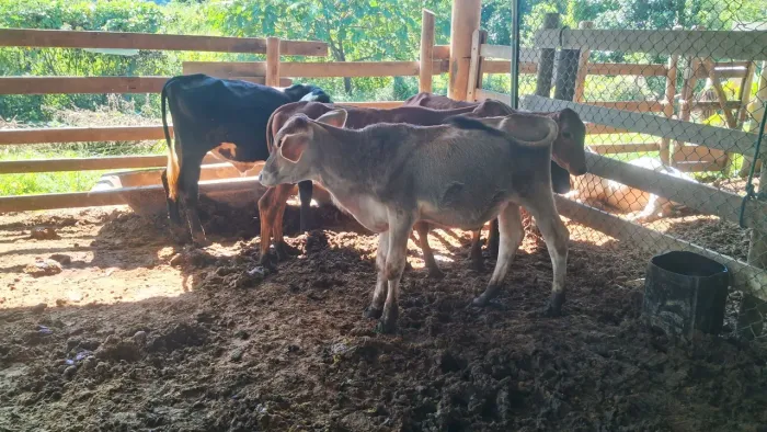 Bezerro