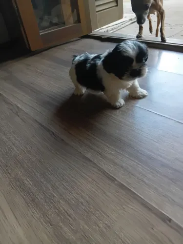Lindo bebê 