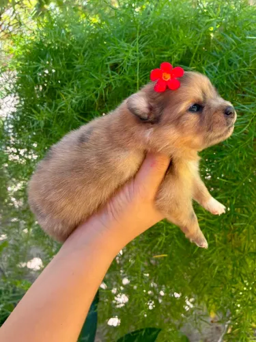 Lulu da Pomerânia Anão com Pedigree CBKC | Spitz Alemão Macho e Fêmea