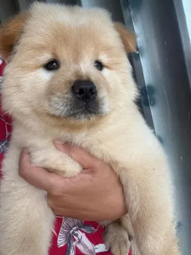 Cachorro chow-chow