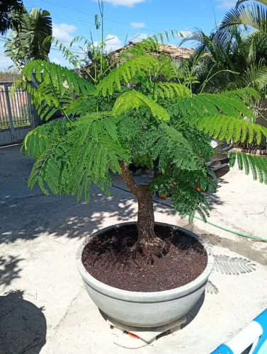 Bonsai flamboyant