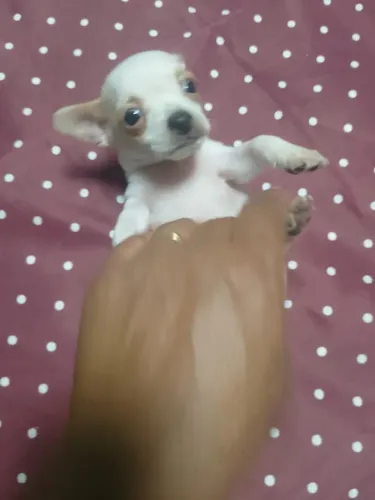PINCHE COM PAI E MÃE LOGAL