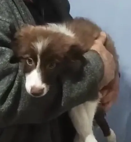 Border collie lindo e inteligente 