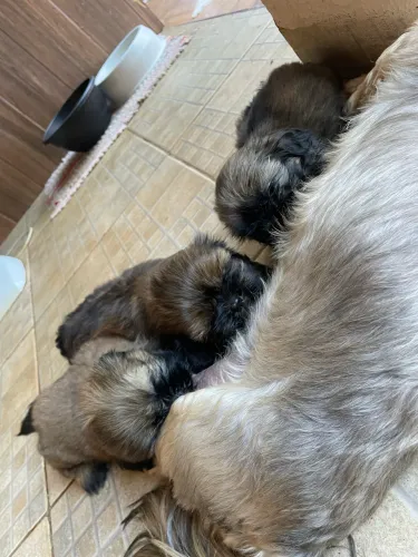 Filhotes de Shih Tzu
