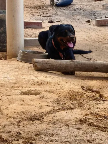 Rottweiler 1.000,00