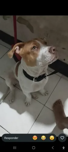 Filhote de Pitbull 