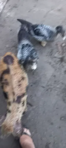 Vendo porcos e patos