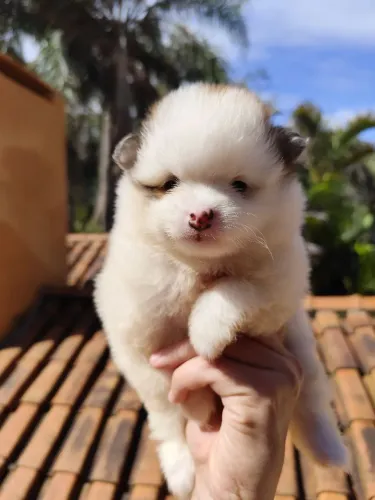 Spitz Alemão menino Lulu da Pomerânia