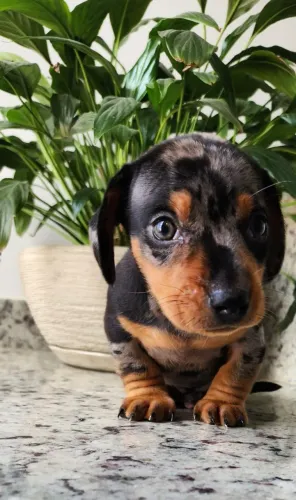 Saudáveis Filhotes de Basset/Teckel com Pedigree!