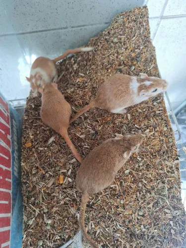Gerbil, esquilo da mongólia, casal!