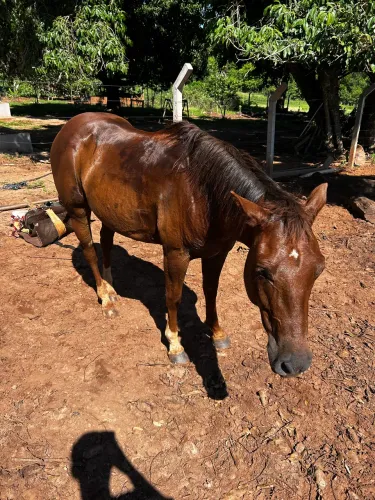 cavalo castrado