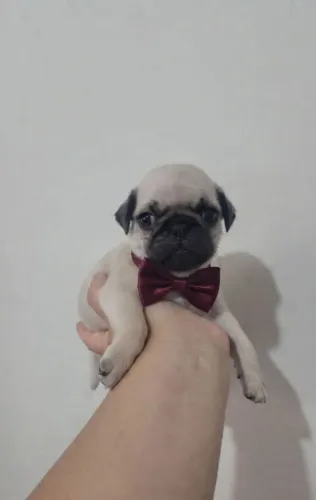 Filhotes de Pug macho