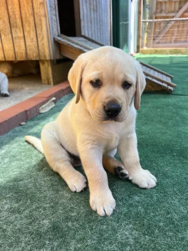 Filhote Labrador Macho Companheiro e Ativo