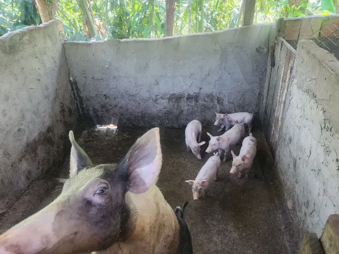 Porcos
