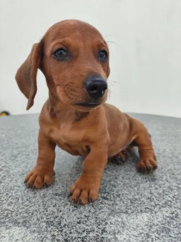 Filhote Dachshund