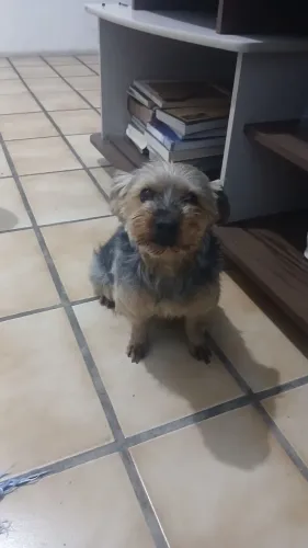 Namorado para fifi