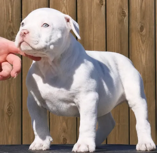 American bully puro sangue 