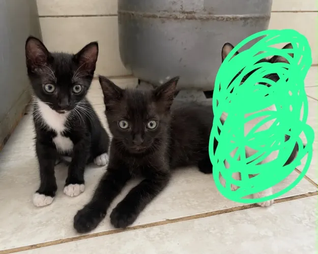 Doação de gatos