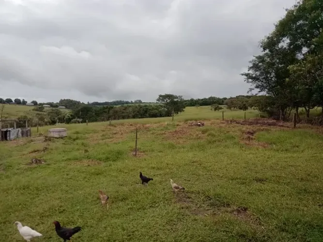SITIO A VENDA REGIAO RIBEIRAO PRETO SÃO SIMÃO 12.6 ALQUEIRES