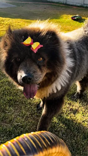 Cachorro Chow Chow