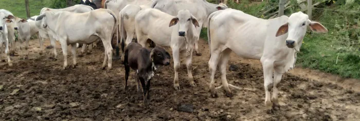 Lote de Bezerras