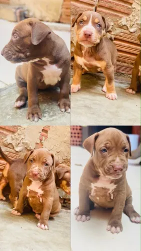 Filhotes de pitbull