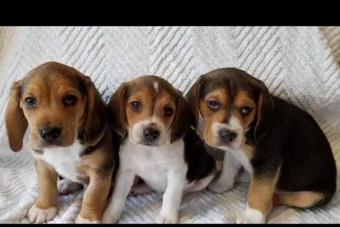 Filhotes De Beagle - O Amor Verdadeiro E Peludo E Adora Brincar