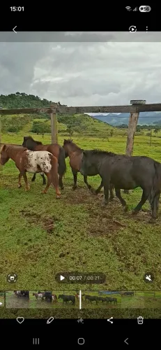 Pôneis 