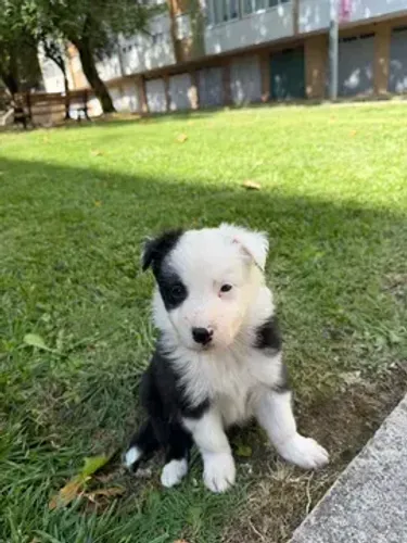 Filhote Border Collie | Pronto Para Encontrar Sua Família