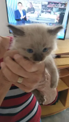 Doação de gato filhote