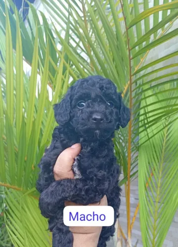 Poodlo macho vacinado promoção dia das mães 