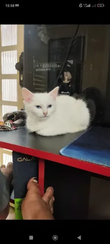 Filhote de gato branco (fêmea)