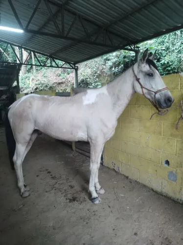Cavalo mangalarga marchador