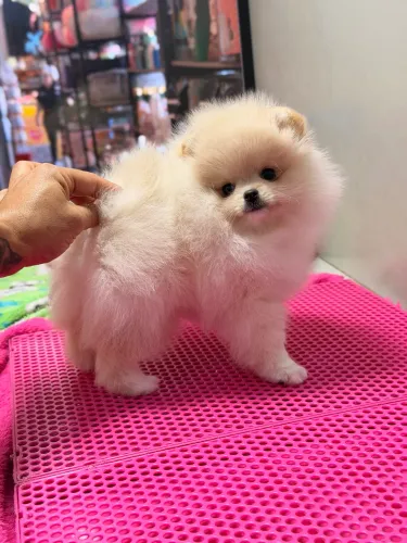 Lulu da pomerania