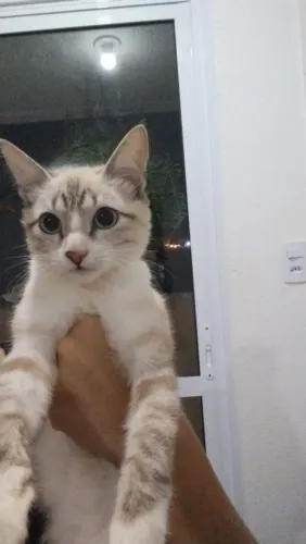 Doação de Gatinhas!