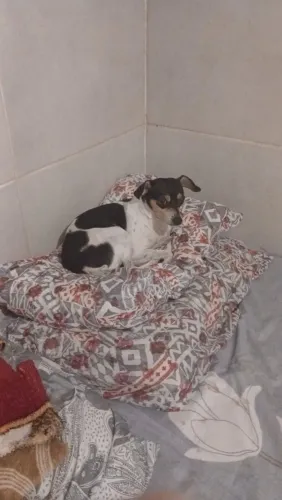 Cadela Pincher paulistinha