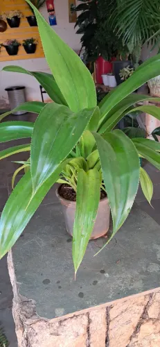 PLANTA PANDANUS