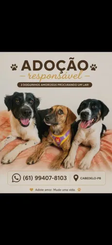 Cachorro adoção responsável 