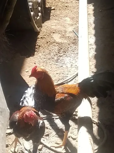 Galinhas e galos de capoeira 50 reais cada.