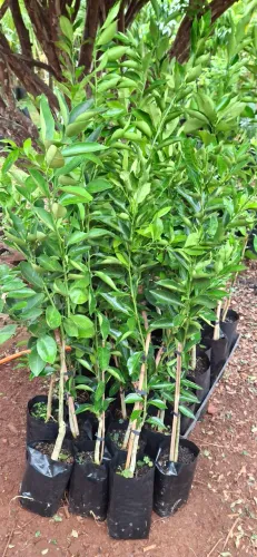 Mudas de laranja ? ou limão ? 