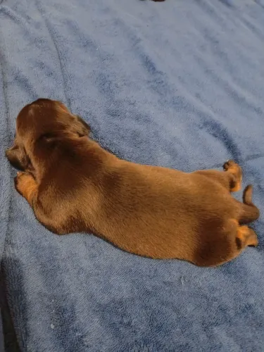 Pinches misturado com basset
