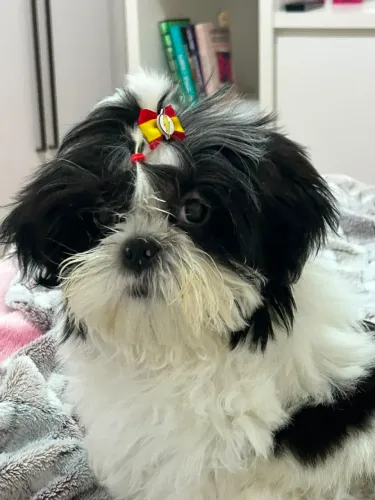 shih tzu filhote