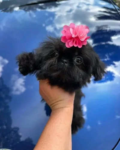 Filhotes de Shih Tzu | Filhotes cheios de carinho!