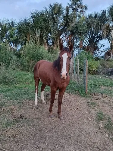 Cavalo manso