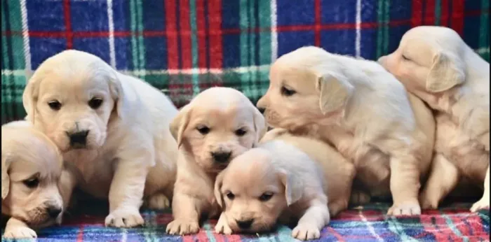 Golden Retriever: Realize seu sonho com filhotes de procedência e garantia médica.