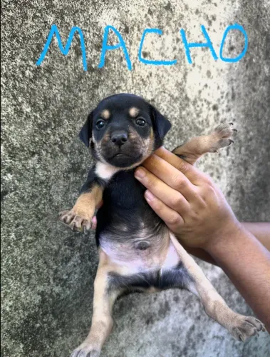 Filhotes de cão