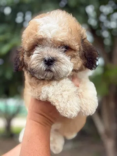 Macho de Shih tzu disponível